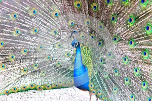 Beautiful indian peacock with peacock feathers in the peacock`s tail