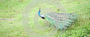 Beautiful Indian peafowl and its long tail feathers. Spotted in the grass banks near Udawalawa lake