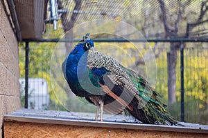 Beautiful Indian Peafowl male with hist folded wings over a roof photo