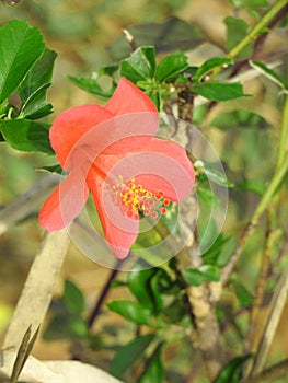 Beautiful Indian Pink color Hibiscus flower in a plant