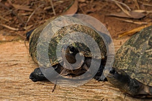 Beautiful Indian pond terrapin, resting on the ground.