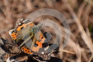 Beautiful  indian red admiral  vanessa indica butterfly.