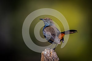 Beautiful Indian robin bird picture