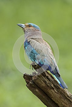 A beautiful Indian Roller bird is sitting on a sharp perch