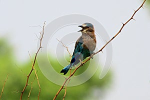 A beautiful Indian Roller (Coracias benghalensis) bird singing