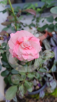 Beautiful Indian rose flower in blur background