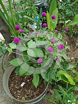 Beautiful Indian Rudrakshi pink color flower plant growing in a garden photo