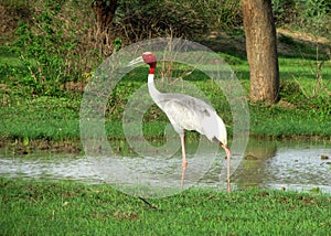 Indian sarus crane bird