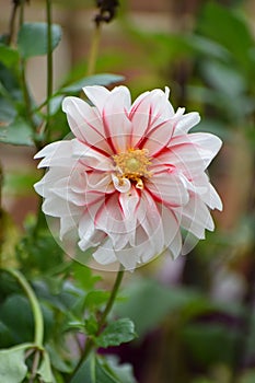 A beautiful Indian season flower, Dalia