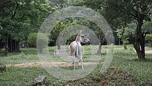 Beautiful Indian Wild ass also known as Equus hemionus khur, onager, Ghudkhur and Khur