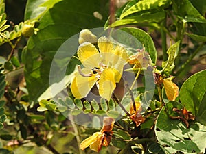 Beautiful Indian yellow color wild flower Caesalpinia flowering in a nature background