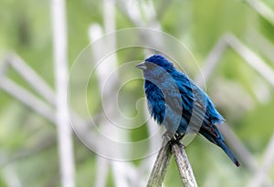 Beautiful Indigo Bunting perched on a reed in soft setting