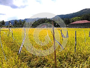 Beautiful Indonesian Ricefield in the village