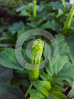 Beautiful Indonesian wild white flower buds are about to bloom