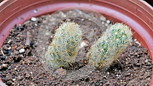 Beautiful indoor cactus pot plants of Mammillaria elongata from a nursery garden. Known as Golden star cactus, Lace cactus,