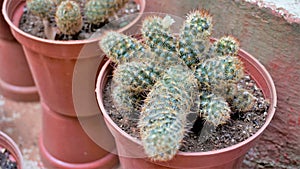 Beautiful indoor cactus pot plants of Mammillaria elongata from a nursery garden. Known as Golden star cactus, Lace cactus,