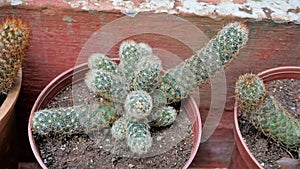 Beautiful indoor cactus pot plants of Mammillaria elongata from a nursery garden. Known as Golden star cactus, Lace cactus,