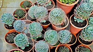 Beautiful indoor nursery plant Echeveria secunda also known as Old Hens and Chicks and blue Echeveria in pot