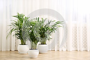 Beautiful indoor palm plants on floor in room, space for text. House decoration