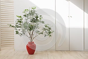 Beautiful indoor plant on floor in room