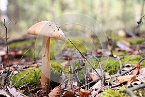 Beautiful inedible mushroom