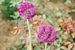 Beautiful inflorescence of fluffy flowers of lilac allium blossoming illumined by sunlight in garden. Gardening, botany.