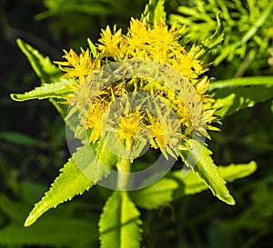 Beautiful inflorescence of the golden root