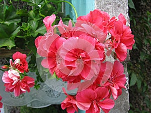 The beautiful inflorescence of ivy-leaf Pelargonium PAC Apricot