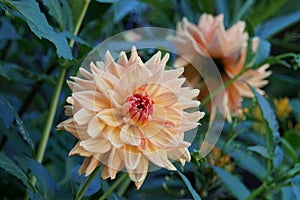 Beautiful Informal Decorative Dahlia Honeymoon flower at full bloom