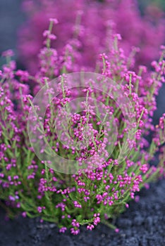 Beautiful ink heathers in garden, summer time