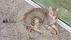 Beautiful inocent Cat Setting