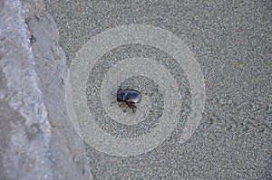 The beautiful insect beetle coleopteran in the natural environment