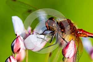 Beautiful insect on a blurred nature background. Dragonfly.