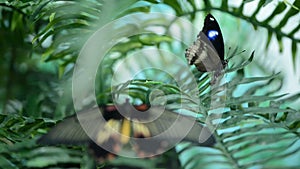 Beautiful insect butterfly on leaves