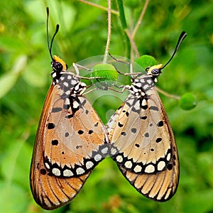 This beautiful insect is a butterfly, maybe it is with its sibling or partner holding nectar
