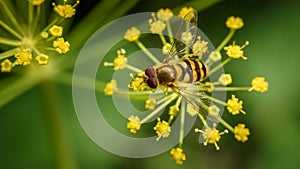 Beautiful insect on a delicate yellow flower. Anethum graveolens & Episyrphus balteatus.