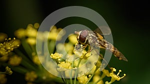 Beautiful insect on a delicate yellow flower. Anethum graveolens & Episyrphus balteatus.