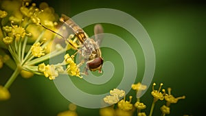 Beautiful insect on a delicate yellow flower. Anethum graveolens & Episyrphus balteatus.