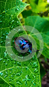 Beautiful insect on a green leaf with water drops