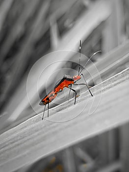 A beautiful insect isolated on a gray background, this insect is red