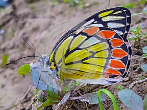 Beautiful insect macroview