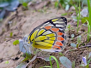 Beautiful insect macroview