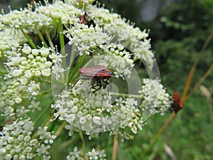 Beautiful insect of many colors and necessary for the planet photo