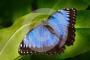 Beautiful insect in the nature habitat, wildlife scene. Butterfly in the green forest in Honduras, Central America. Blue butterfly