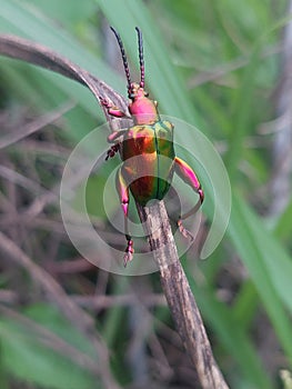 a beautiful insecta this color Who is embrance photo
