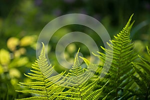 Beautiful insolated fresh verdant juicy leaves