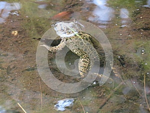 Beautiful intense green frog in the water swimming waiting for the dam