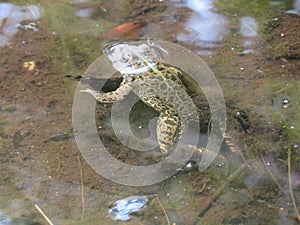 Beautiful intense green frog in the water swimming waiting for the dam photo