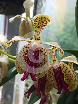Beautiful intense orchid flower
