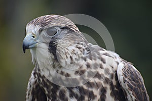 Beautiful intense Peregrine Falcon